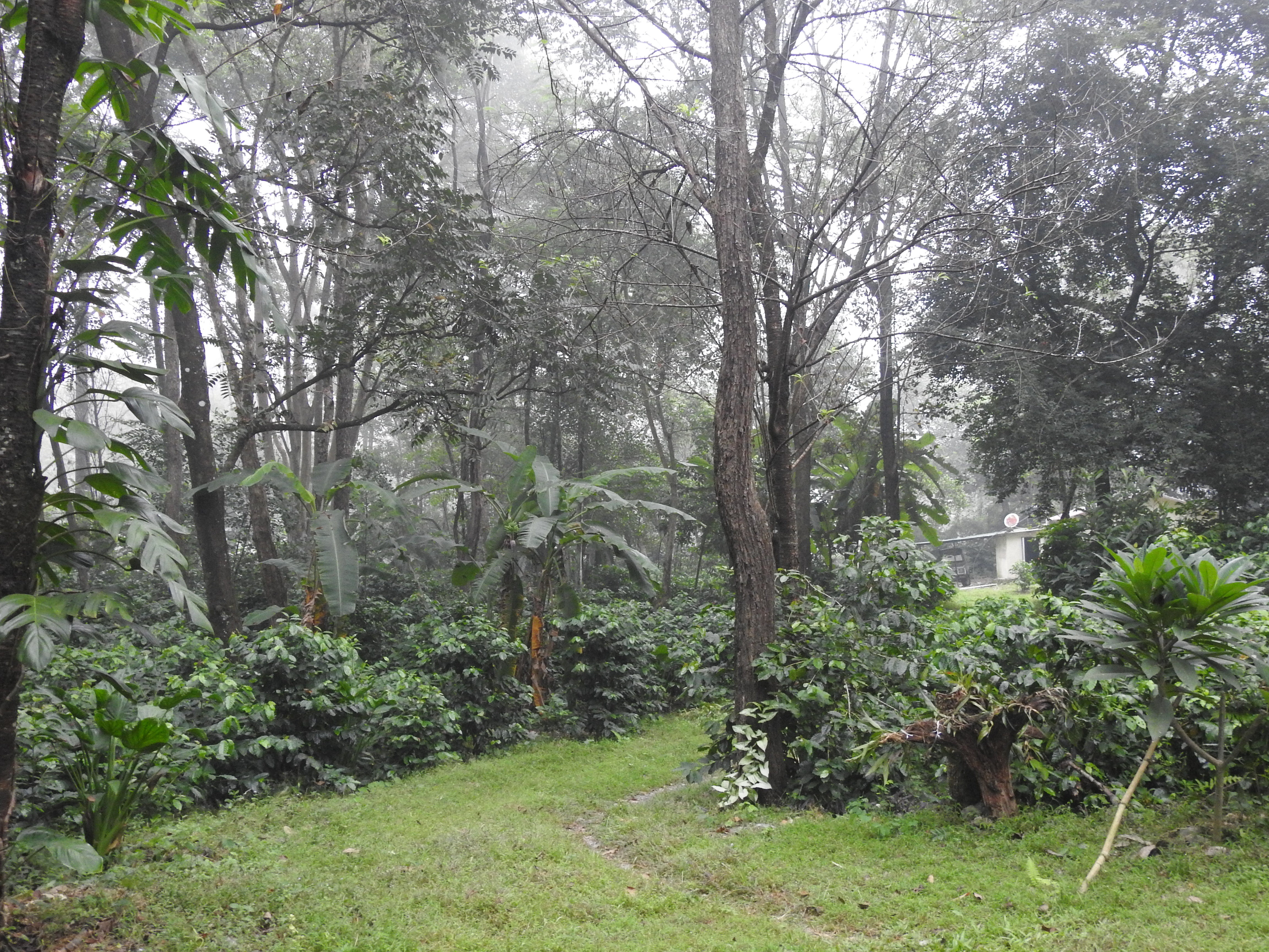 Bild zur Plantage  Gauribesi Estate - unverwechselbare Aromen im Kaffee aus Nepal