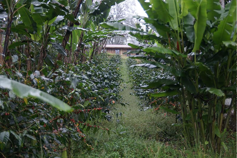 Bild zur Plantage  Region Kau - Kona Kaffee einzigartig und unverwechselbar aus Hawaii