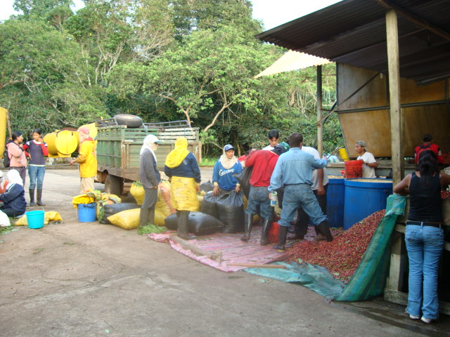 Bild zur Plantage  El Cafetal Estate - außergewöhnlicher Kaffee von Galapagos Ecuador