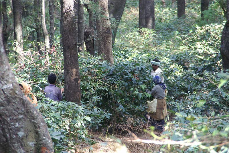 Bild zur Plantage  Mangalore, Malabar Region - einzigartiger Monsun Kaffee aus Indien