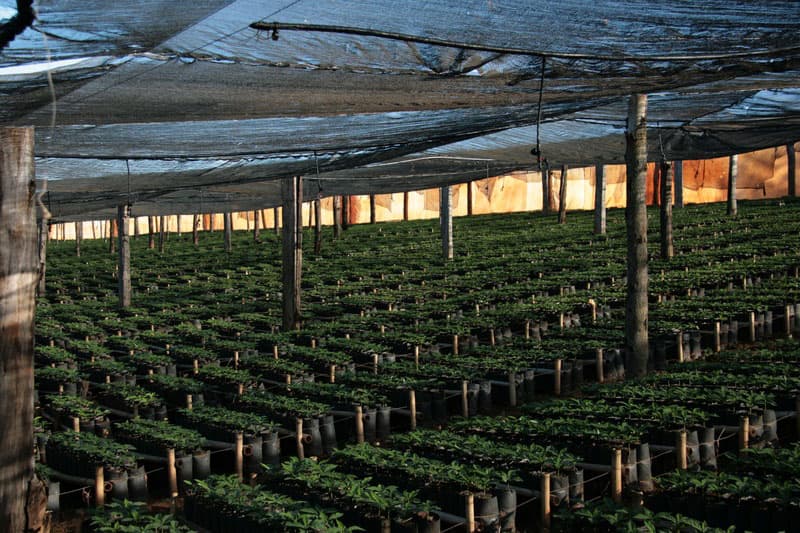 Bild zur Plantage  Fazenda da Lagoa Estate - feine Kaffeebohnen aus Brasilien