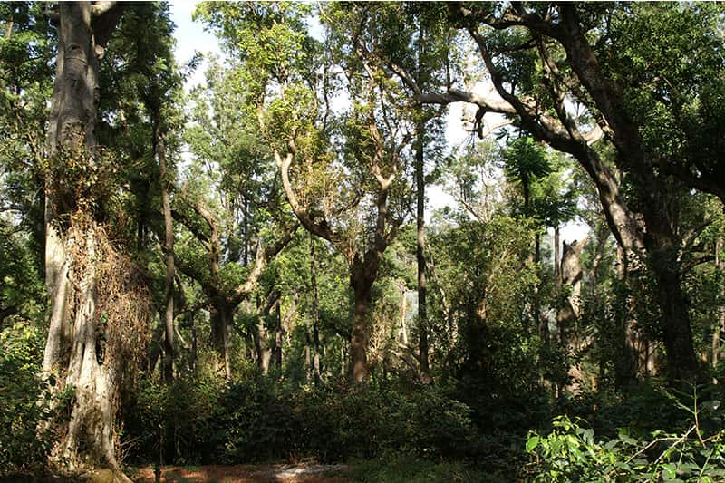 Bild zur Plantage  Mangalore, Malabar Region - einzigartiger Monsun Kaffee aus Indien