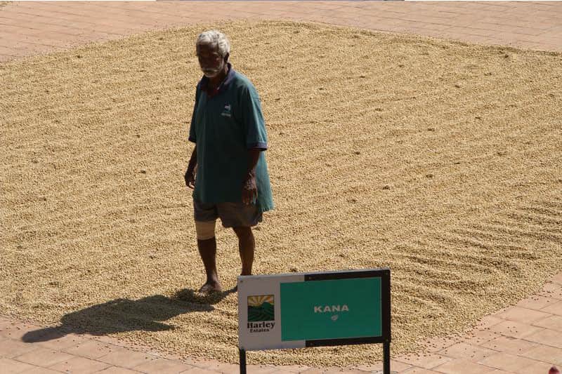 Bild zur Plantage  Region: Karnataka