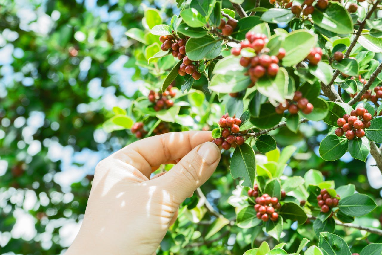 Bild zur Plantage  Cassien Nibaruta - erstklassige Kaffee Qualität aus Burundi