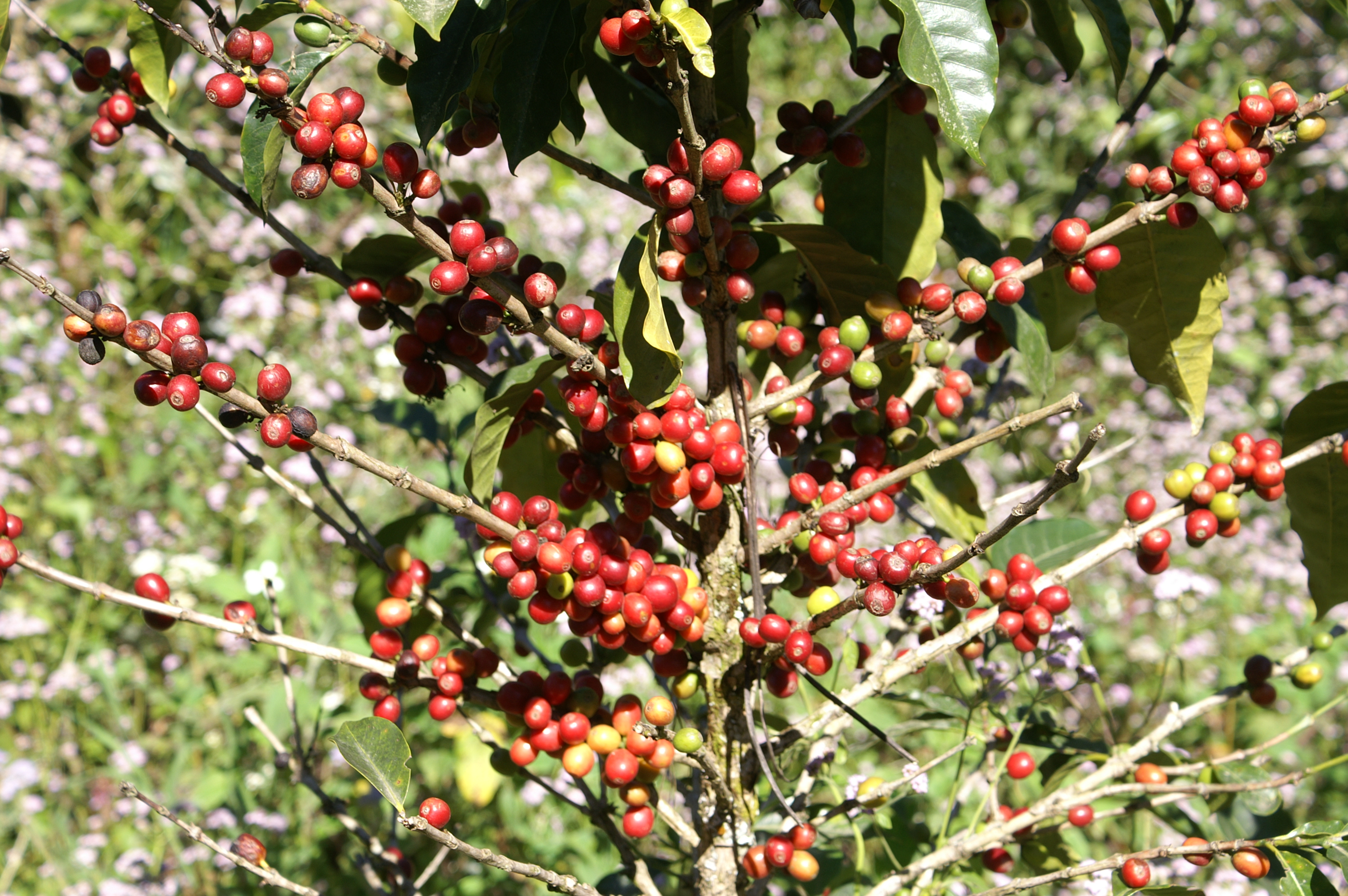 Bild zur Plantage  Cooperativa Mejillones - aromatische Kaffeebohnen aus Bolivien