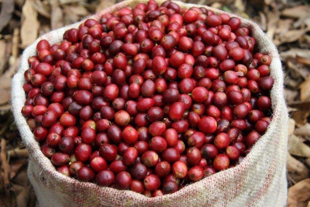 Bild zur Plantage  Gauribesi Estate - unverwechselbare Aromen im Kaffee aus Nepal