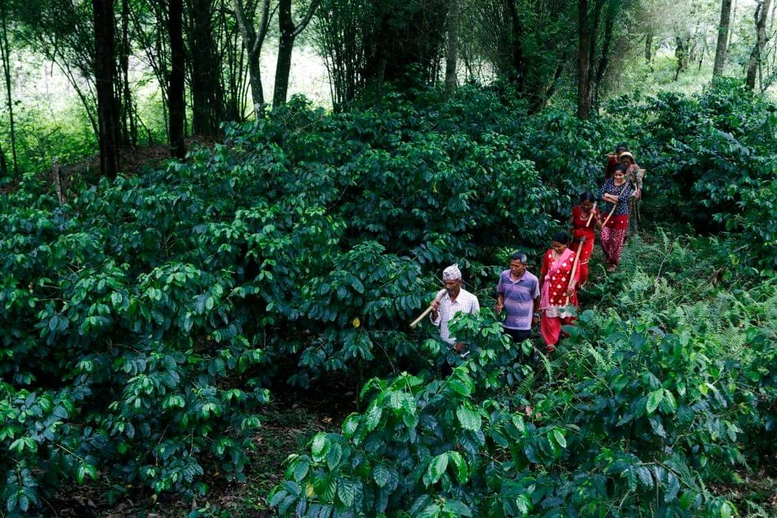 Bild zur Plantage  Gauribesi Estate - unverwechselbare Aromen im Kaffee aus Nepal