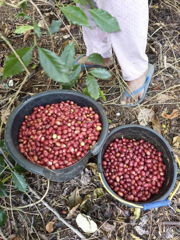 Bild zur Plantage  Da’Gabo Bajawa Estate