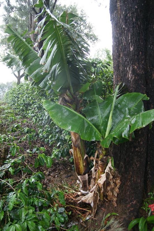 Bild zur Plantage  La Falda Yellow Honey - ideale Kaffee Bedingungen in Costa Rica