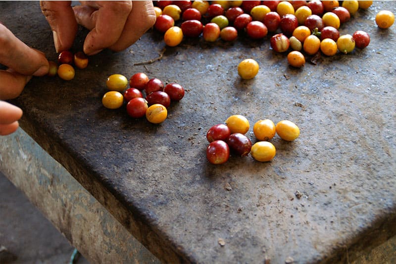 Bild zur Plantage  Specialty Program of Becamo - ideale Bedingungen für den Kaffeeanbau in Honduras