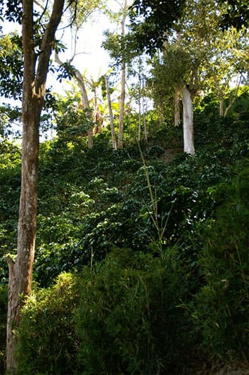 Bild zur Plantage  Region Sierra Maestra - Spitzen-Kaffee aus Kuba