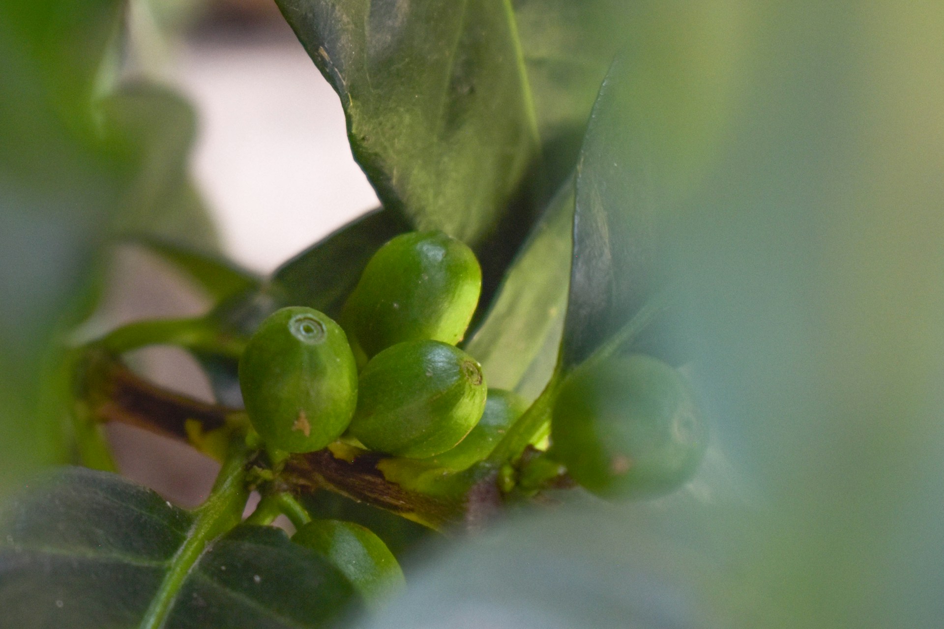 Bild zur Plantage  Nova Cafe des Mamas - seltene Kaffee Perlbohnen aus Ruanda