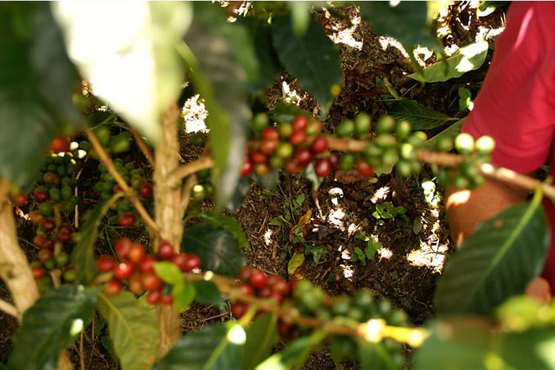 Bild zur Plantage  Specialty Program of Becamo - ideale Bedingungen für den Kaffeeanbau in Honduras