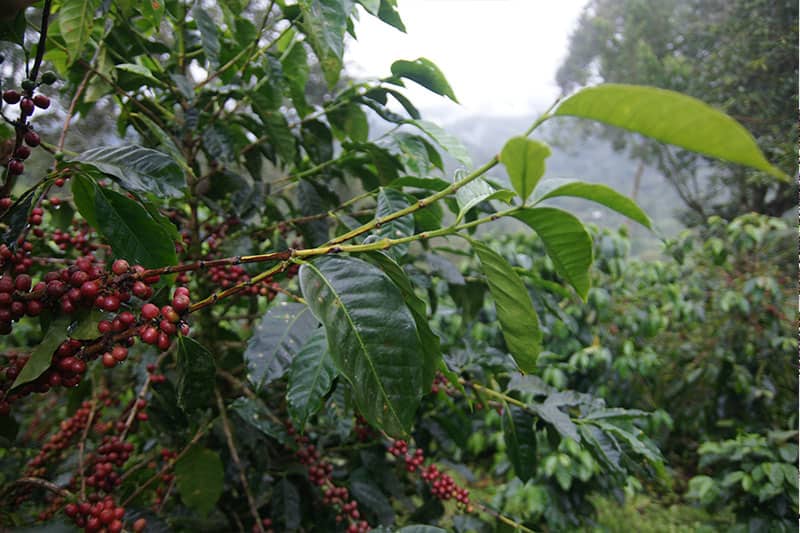 Bild zur Plantage  Region Kau - Kona Kaffee einzigartig und unverwechselbar aus Hawaii