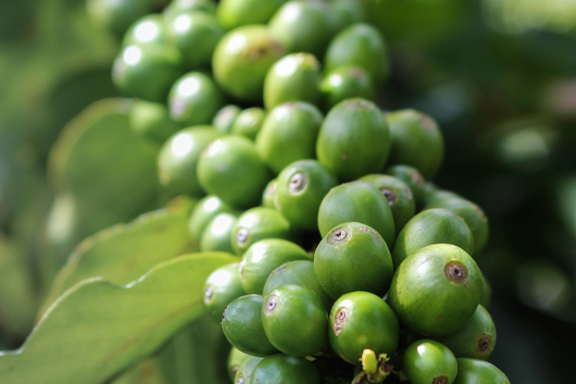 Bild zur Plantage  Kongo Lake Kivu - höchste Kaffee Qualität aus dem Kongo