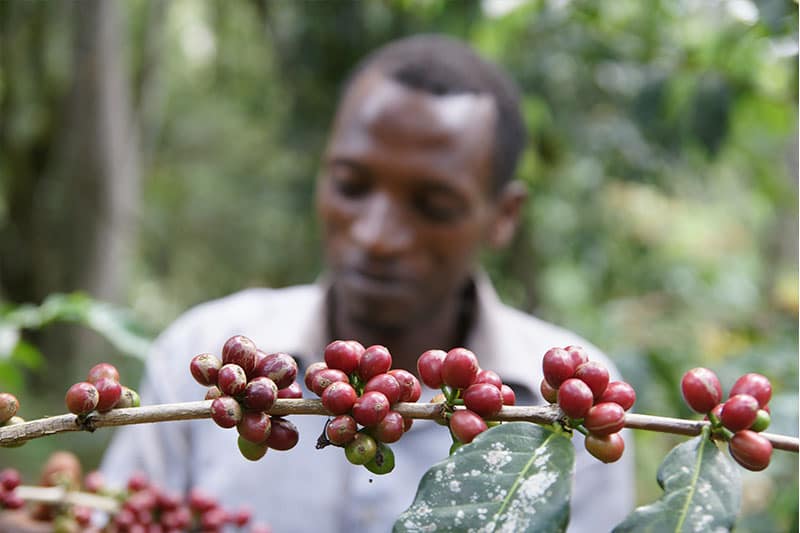 Bild zur Plantage  Bench Maji Union - nachhaltiger Kaffeeanbau in Äthiopien