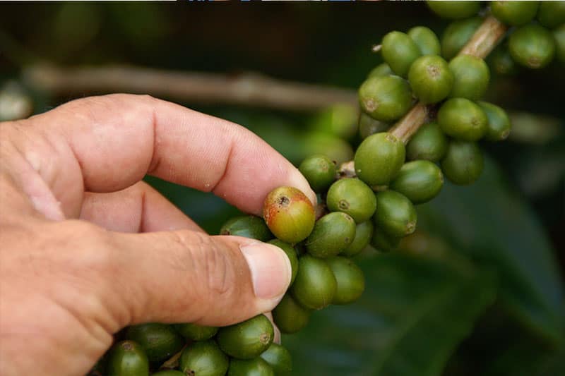 Bild zur Plantage  Finca Las Veraneras - herausragende Kaffeebohnen und Aromen aus El Salvador