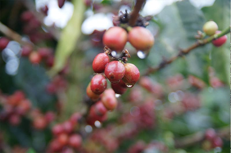 Bild zur Plantage  Region Kau - Kona Kaffee einzigartig und unverwechselbar aus Hawaii