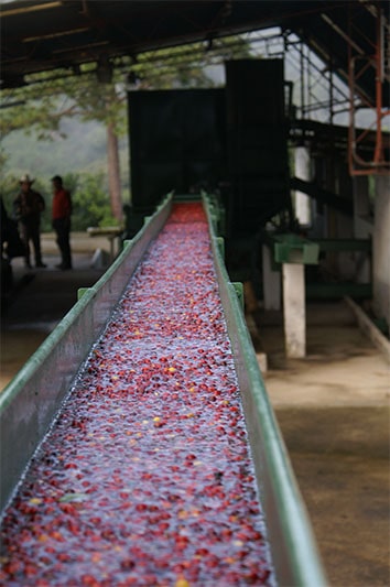 Bild zur Plantage  Finca Ceylan y Anexos - herausragende Qualität im Kaffee aus Guatemala