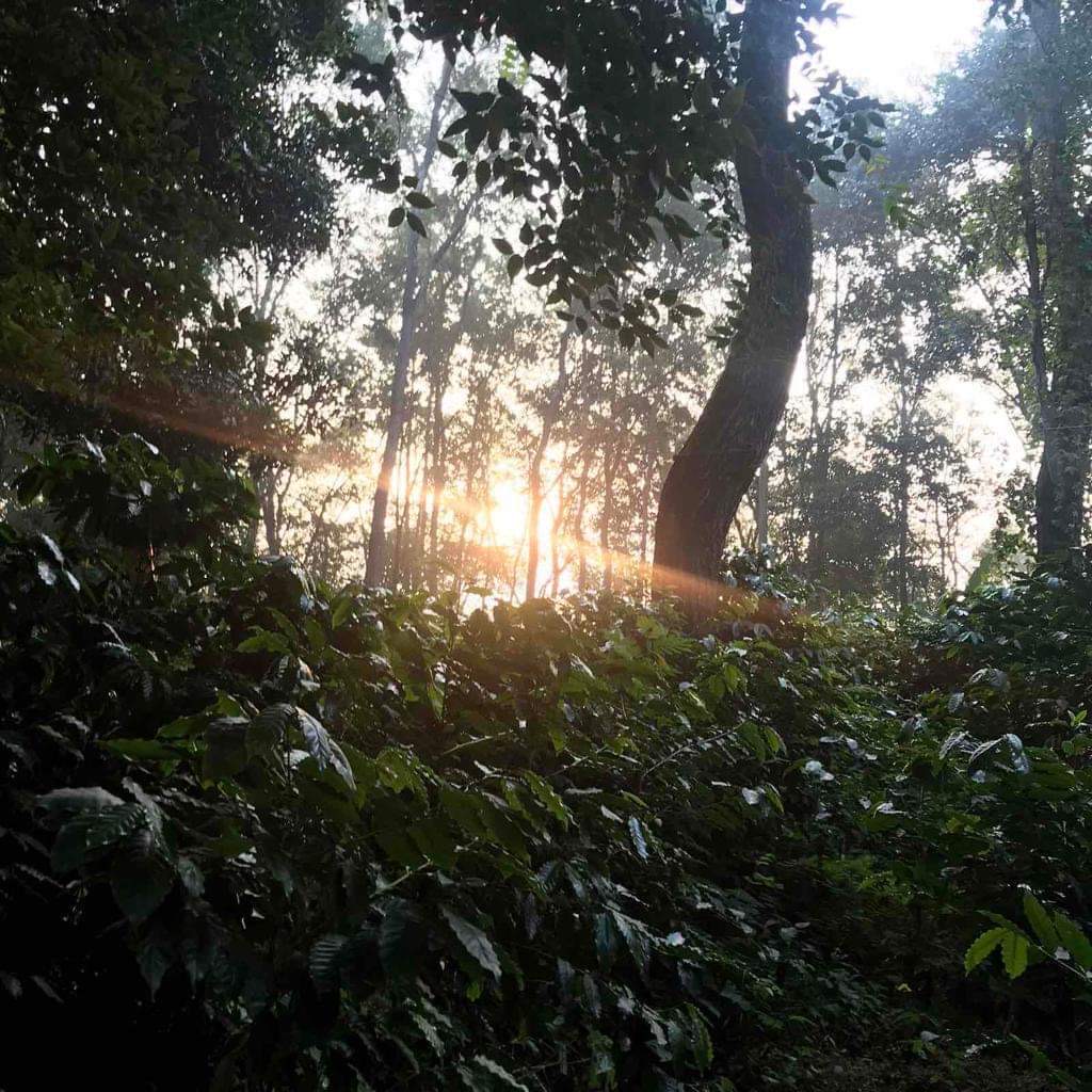 Bild zur Plantage  Gauribesi Estate - unverwechselbare Aromen im Kaffee aus Nepal