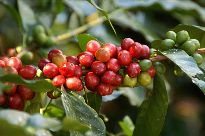 Bild zur Plantage  Finca Las Veraneras - herausragende Kaffeebohnen und Aromen aus El Salvador