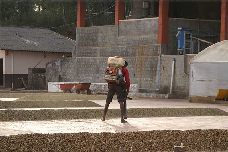 Bild zur Plantage  Mangalore, Malabar Region - einzigartiger Monsun Kaffee aus Indien