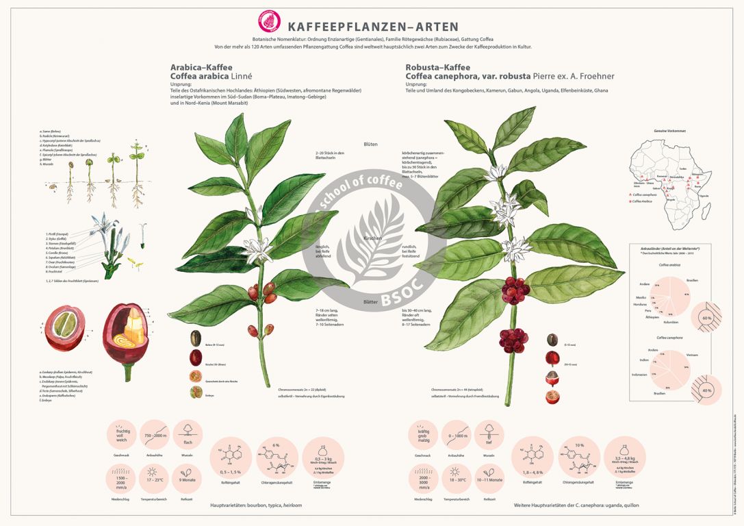 BSOC - Poster Kaffeepflanze