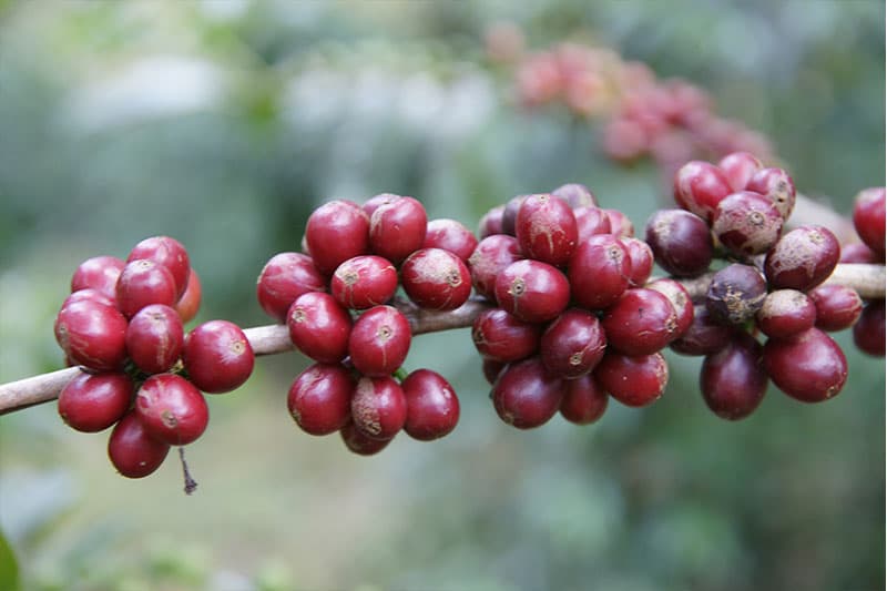 Bild zur Plantage  Bench Maji Union - nachhaltiger Kaffeeanbau in Äthiopien