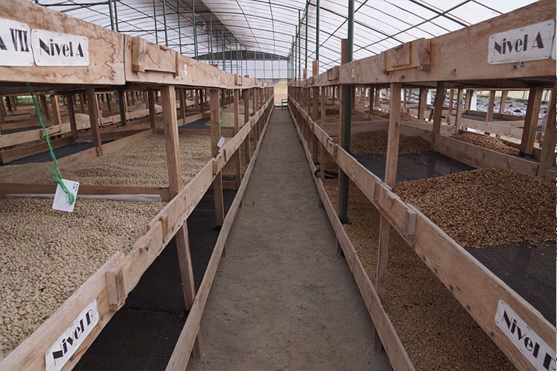 Bild zur Plantage  El Limoncillo Estate, Farmer Erwin Mierisch - erstklassige Kaffees aus Nicaragua