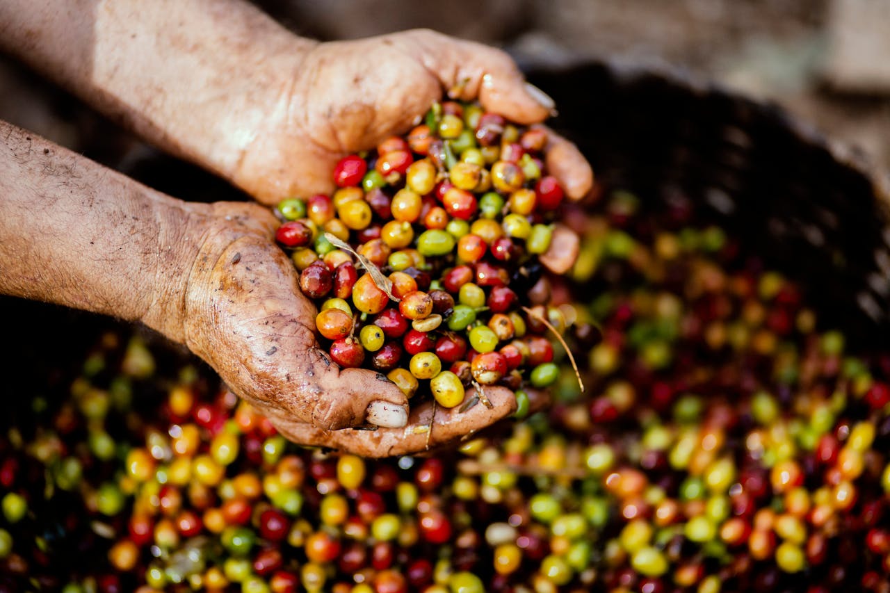 Bild zur Plantage  Cassien Nibaruta - erstklassige Kaffee Qualität aus Burundi