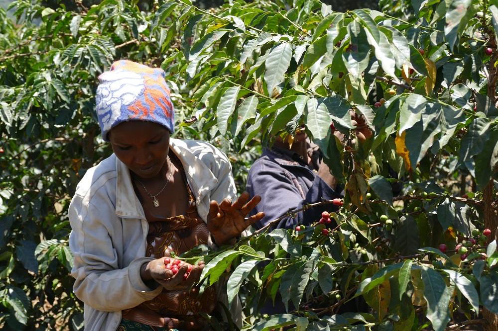 Bild zur Plantage  Ngila Coffee Estate - bestes Kaffee Aroma aus Tansania