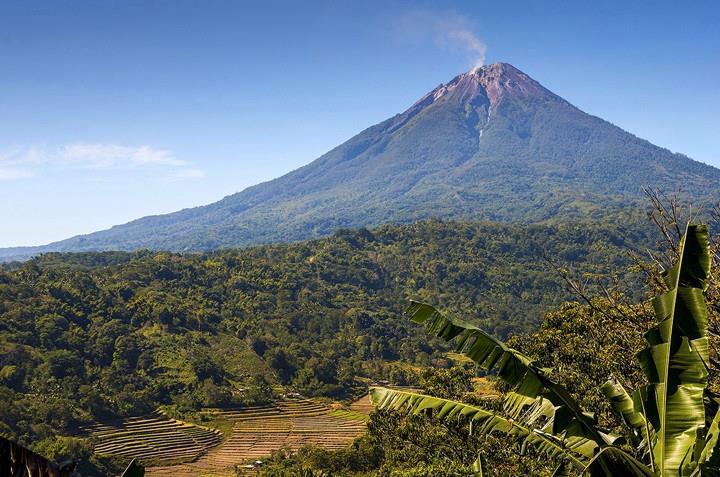 Bild zur Plantage  Da’Gabo Bajawa Estate