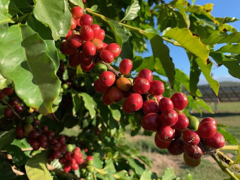 Bild zur Plantage  Skybury Estate - außergewöhnlich einzigartiger Kaffee aus Australien