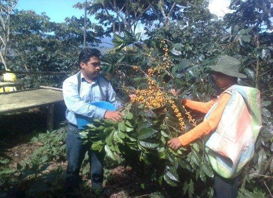 Bild zur Plantage  Cooperativa Mejillones - aromatische Kaffeebohnen aus Bolivien