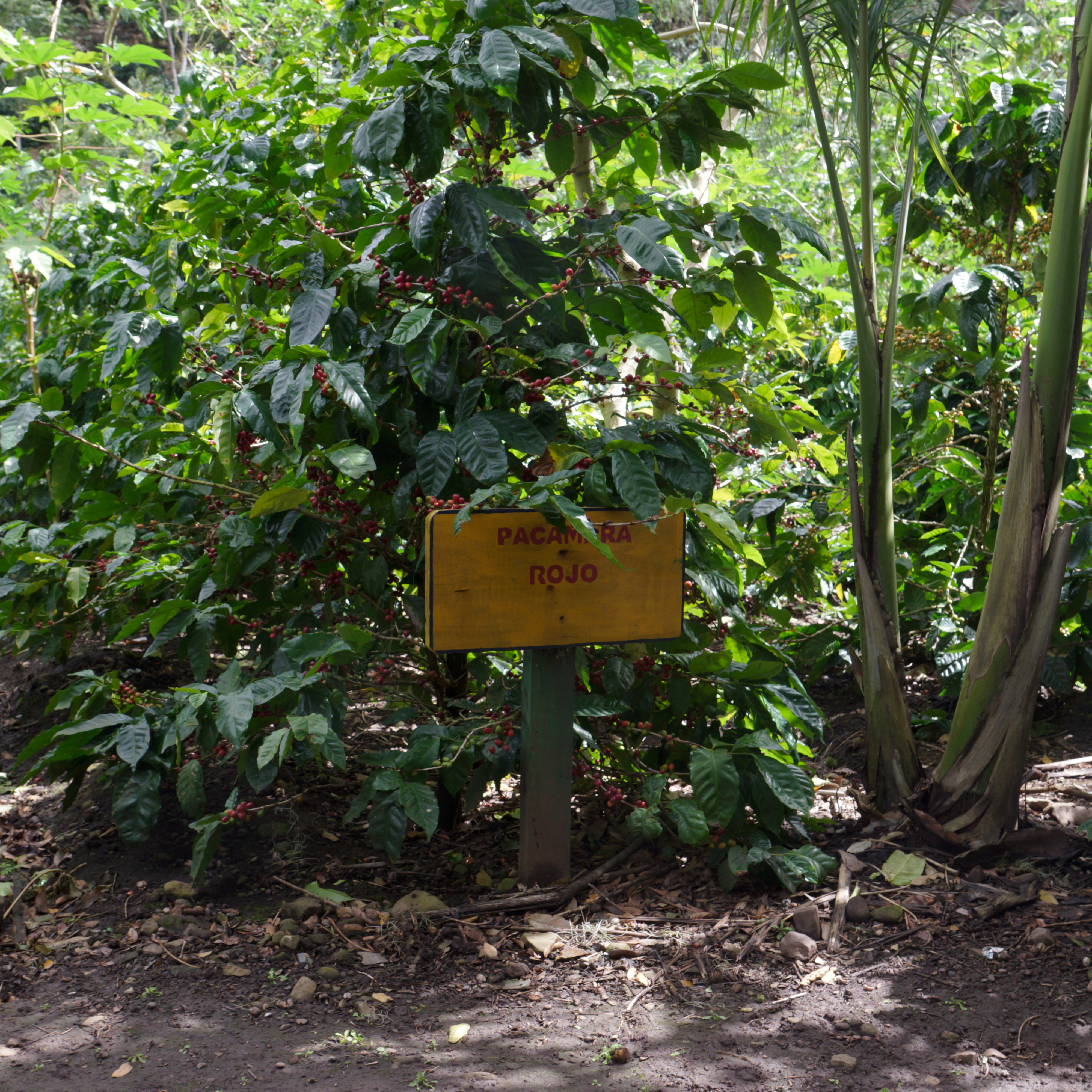 Bild zur Plantage  El Limoncillo Estate, Farmer Erwin Mierisch - erstklassige Kaffees aus Nicaragua