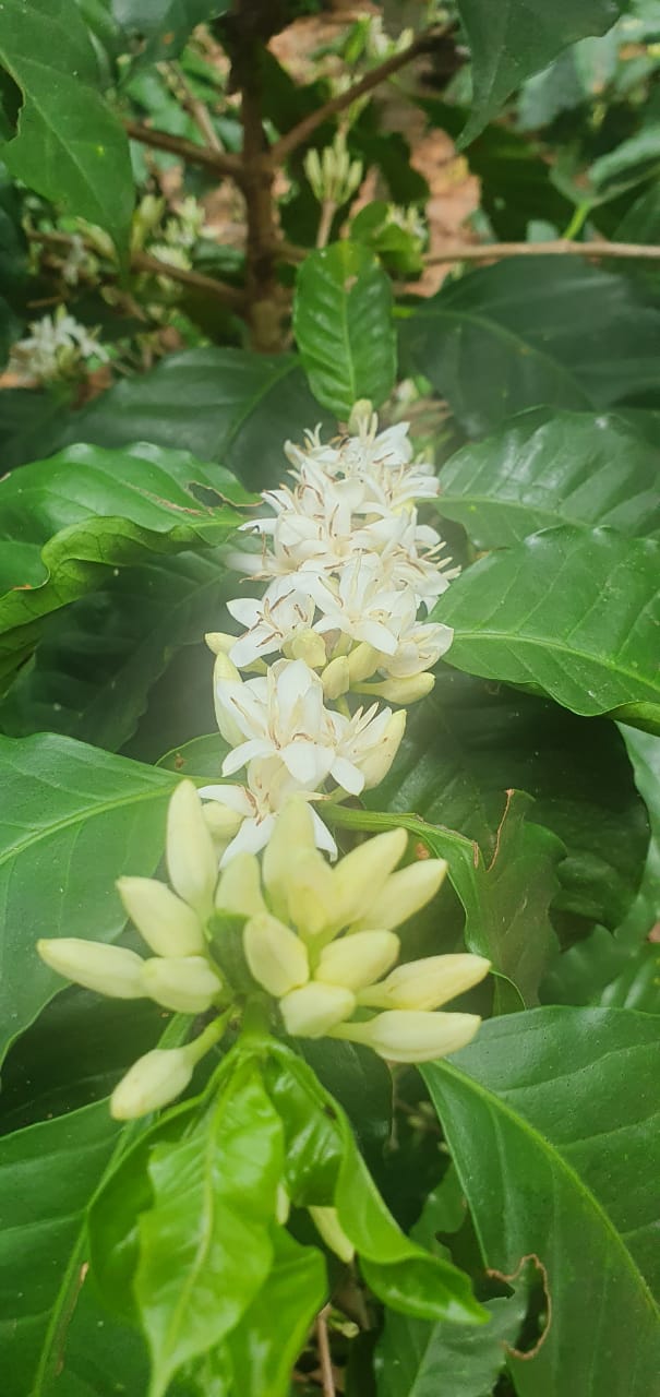 Bild zur Plantage  Finca Las Veraneras - herausragende Kaffeebohnen und Aromen aus El Salvador