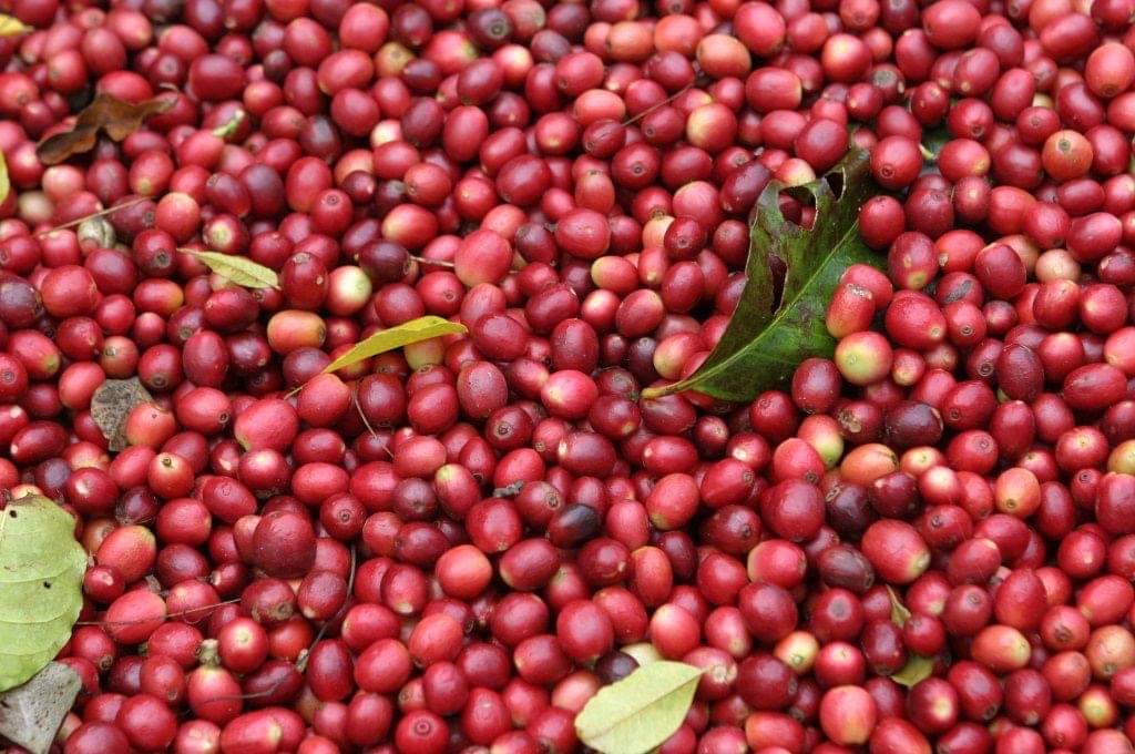 Bild zur Plantage  Gauribesi Estate - unverwechselbare Aromen im Kaffee aus Nepal