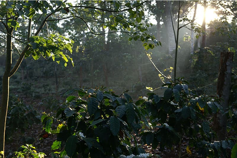 Bild zur Plantage  Blawan Coffee Estate - außergewöhnlicher Kaffee aus Indonesien