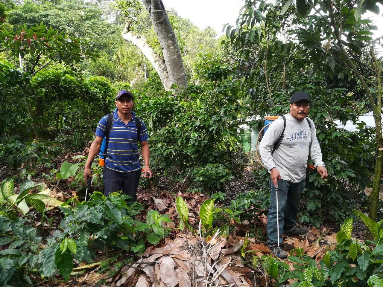 Bild zur Plantage  Finca Las Veraneras - herausragende Kaffeebohnen und Aromen aus El Salvador