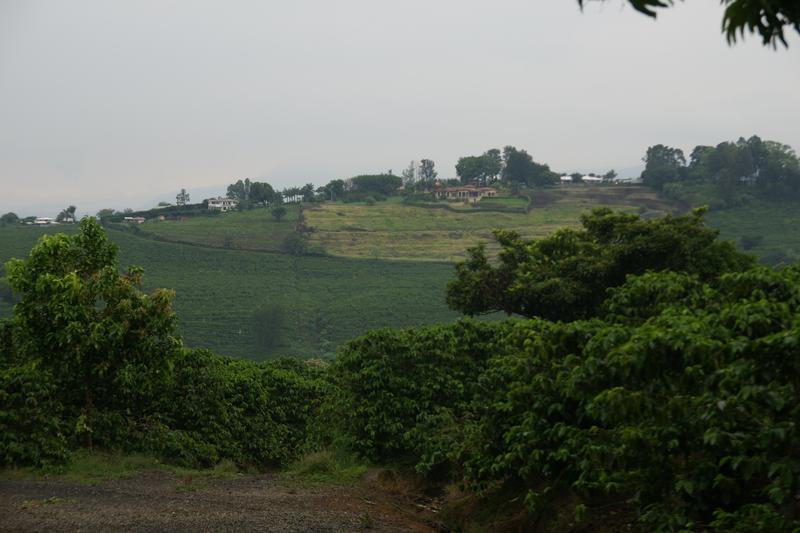 Bild zur Plantage  La Falda Yellow Honey - ideale Kaffee Bedingungen in Costa Rica