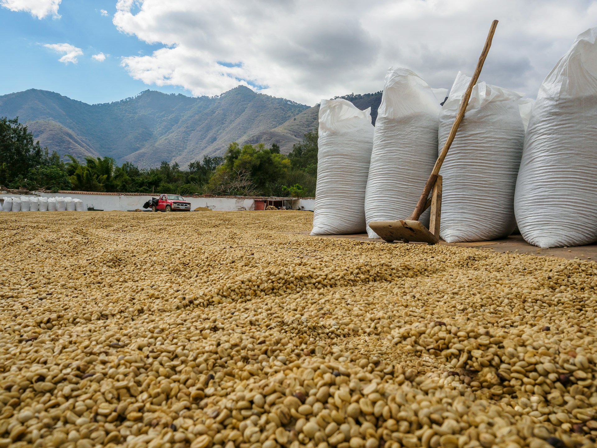 Bild zur Plantage  Nova Cafe des Mamas - seltene Kaffee Perlbohnen aus Ruanda