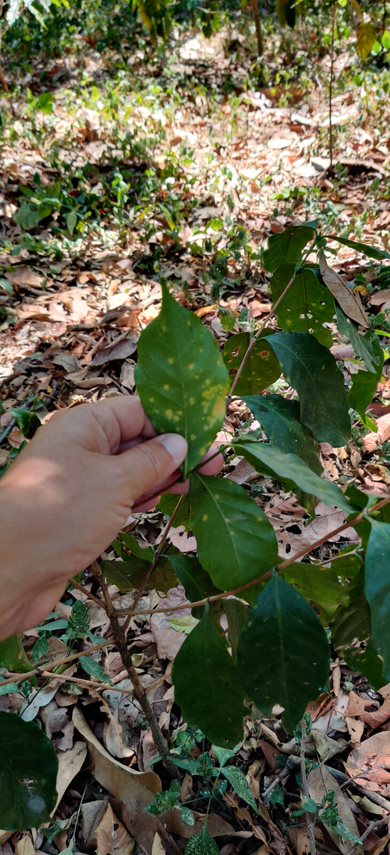 Bild zur Plantage  Finca Las Veraneras - herausragende Kaffeebohnen und Aromen aus El Salvador