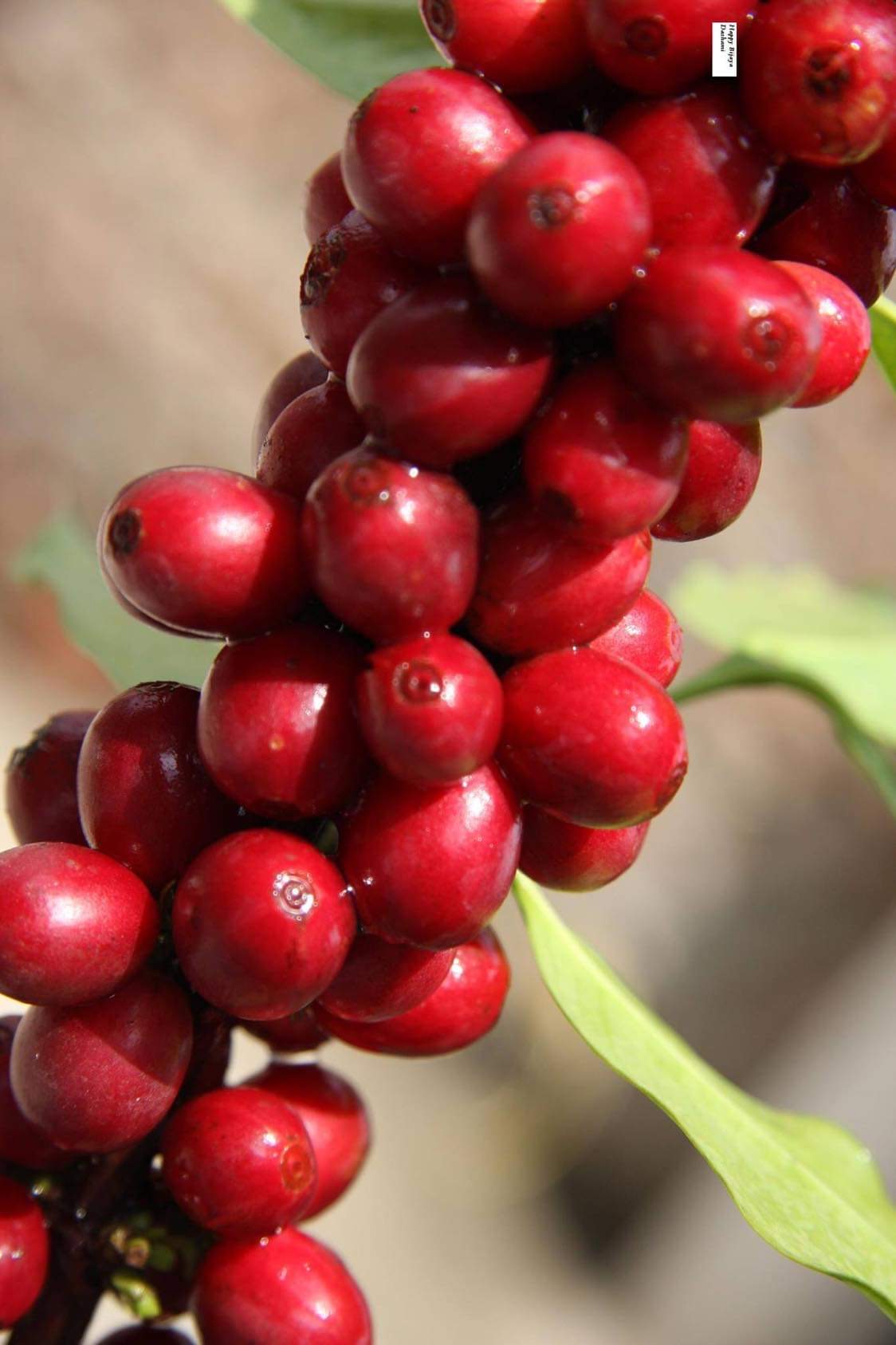 Bild zur Plantage  Gauribesi Estate - unverwechselbare Aromen im Kaffee aus Nepal