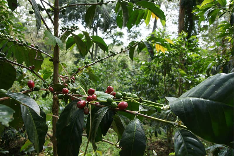 Bild zur Plantage  Baragwi Farmers Cooperative Society Limited - ideale Voraussetzungen für Kaffeeanbau in Kenia