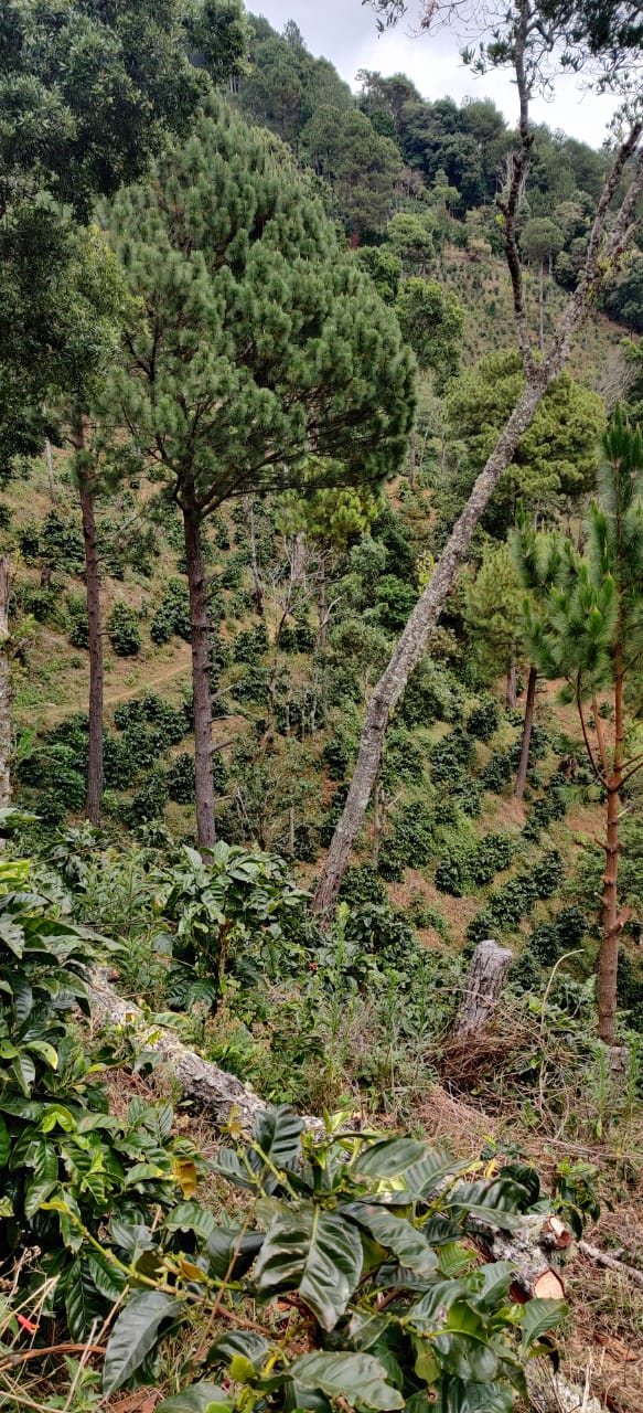 Bild zur Plantage  Finca Las Veraneras - herausragende Kaffeebohnen und Aromen aus El Salvador