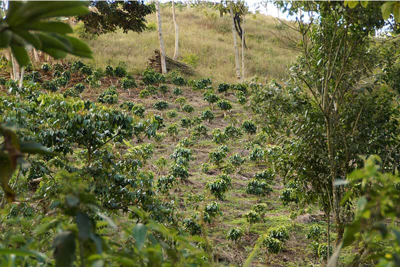 Bild zur Plantage  Specialty Program of Becamo - ideale Bedingungen für den Kaffeeanbau in Honduras