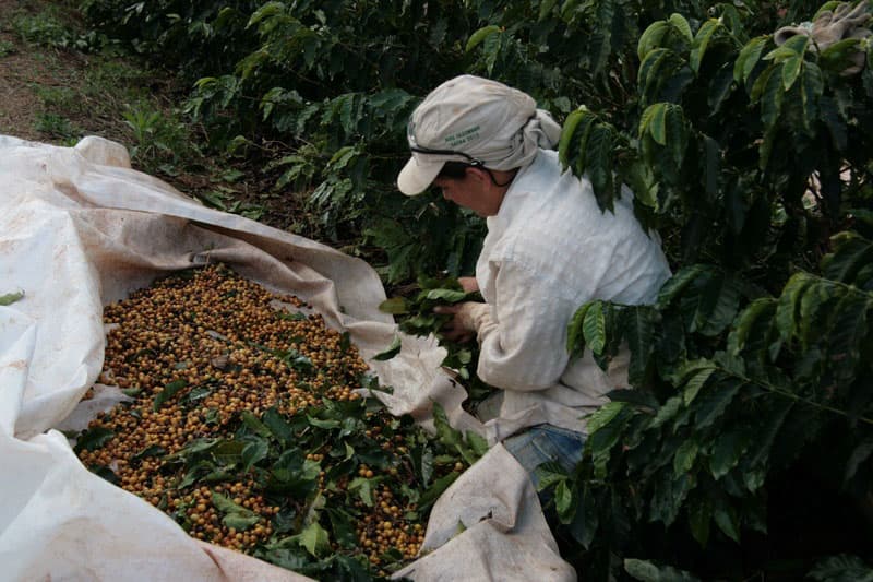 Bild zur Plantage  Fazenda da Lagoa Estate - feine Kaffeebohnen aus Brasilien