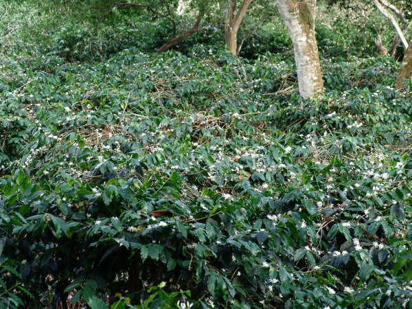 Bild zur Plantage  El Cafetal Estate - außergewöhnlicher Kaffee von Galapagos Ecuador