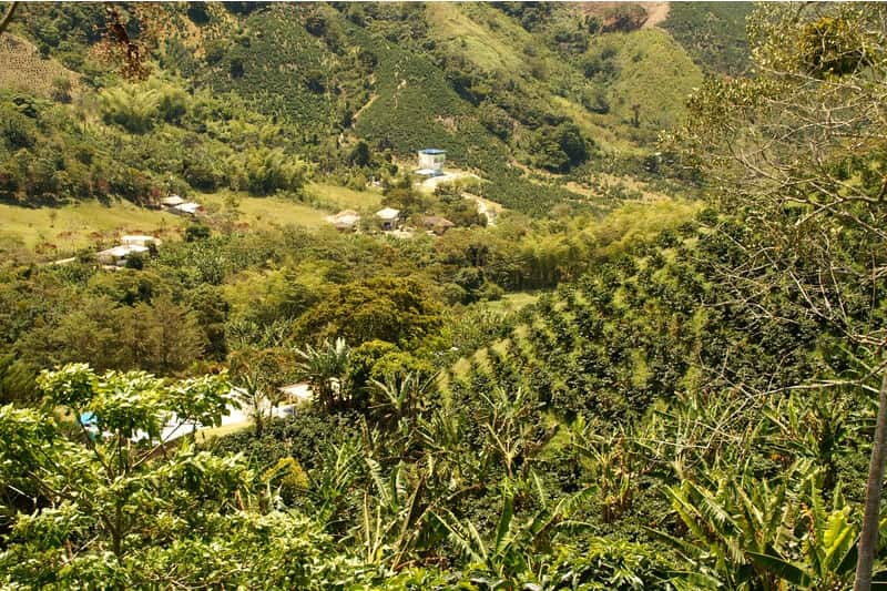 Bild zur Plantage  Region Sierra Maestra - Spitzen-Kaffee aus Kuba