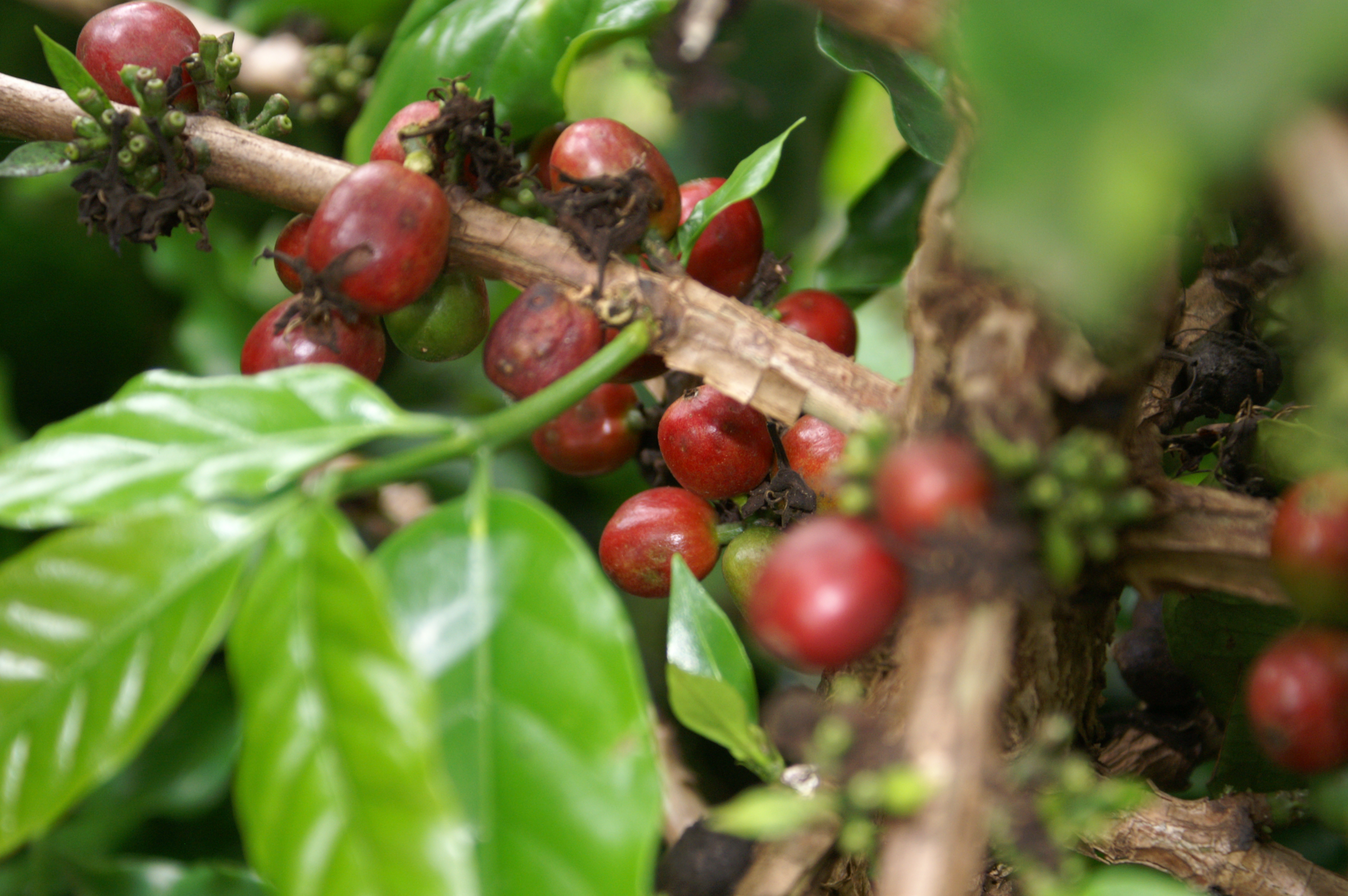 Bild zur Plantage  Cooperativa Mejillones - aromatische Kaffeebohnen aus Bolivien